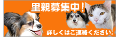 子供に英語を習わせたい保護者の方へ